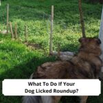 What-To-Do-If-Your-Dog-Licked-Roundup-template