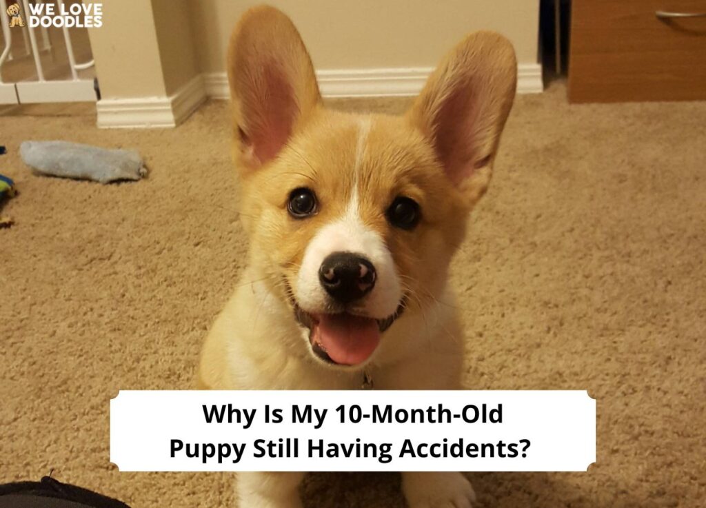 why-is-my-10-month-old-puppy-still-having-accidents-2023-we-love