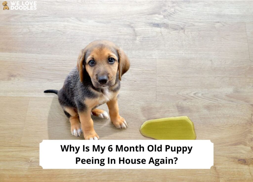 why-is-my-six-month-old-puppy-peeing-in-the-house-again-2023-we