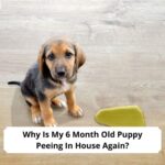 Why-Is-My-6-Month-Old-Puppy-Peeing-In-House-Again-template