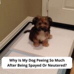 Why-Is-My-Dog-Peeing-So-Much-After-Being-Spayed-Or-Neutered-template