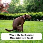 Why-is-My-Dog-Pooping-More-With-New-Food-template