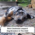 Best Catahoula Leopard Dog Breeders in The USA-template