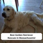 Best-Golden-Retriever-Rescues-in-Massachusetts-template