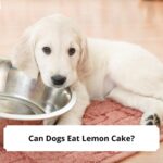 Can-Dogs-Eat-Lemon-Cake-template