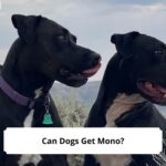 Can-Dogs-Get-Mono-template