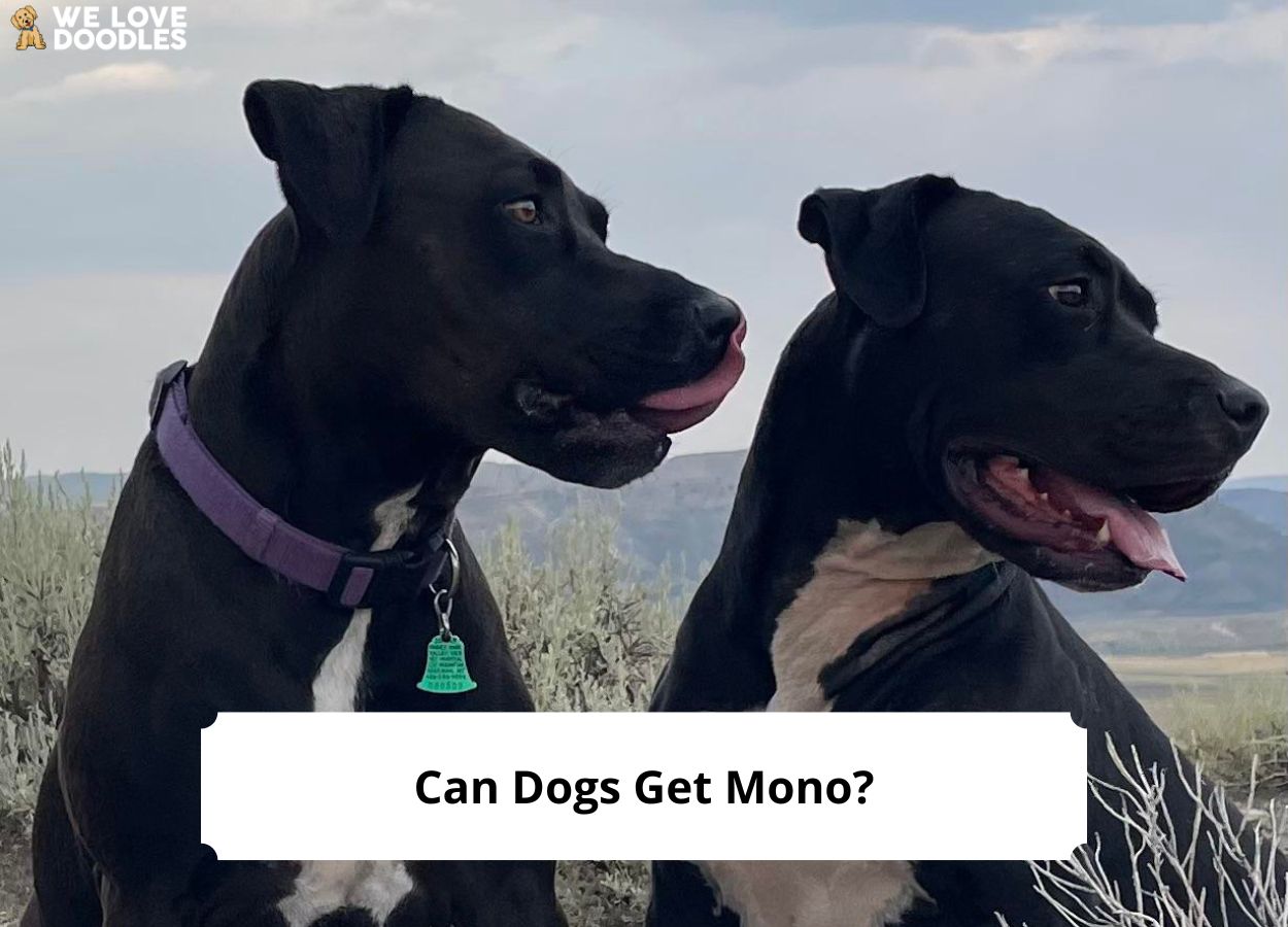 Can Dogs Get Mono?