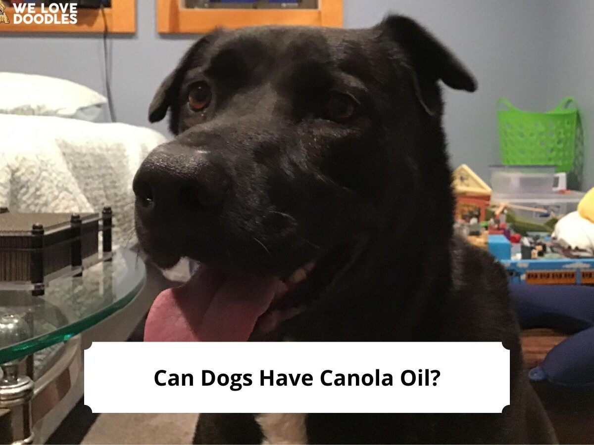 Is canola oil bad hotsell for dogs