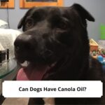 Can-Dogs-Have-Canola-Oil-template