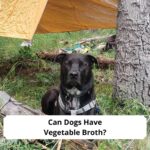 Can-Dogs-Have-Vegetable-Broth-template