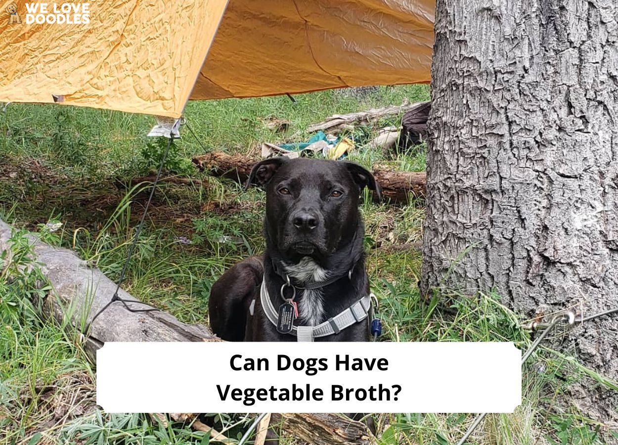 Can Dogs Have Vegetable Broth? (And What Kind?)