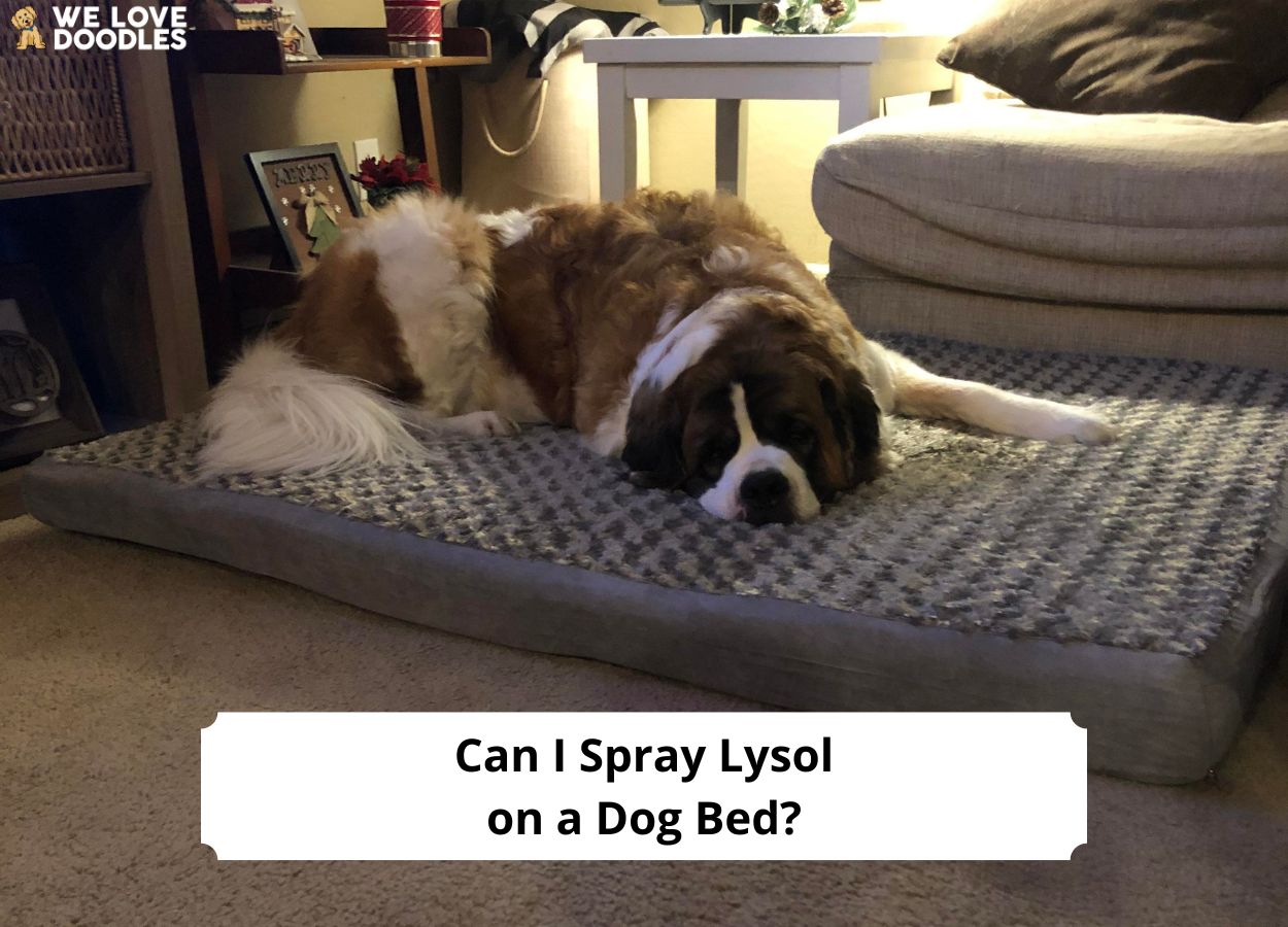 Can I Spray Lysol on a Dog Bed?