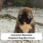 Caucasian-Mountain-Shepherd-Dog-Bite-Force-template