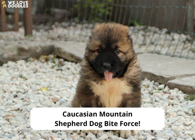 Caucasian-Mountain-Shepherd-Dog-Bite-Force-template