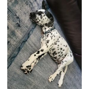 Why Are Dalmatians Not Popular? (2023) - We Love Doodles