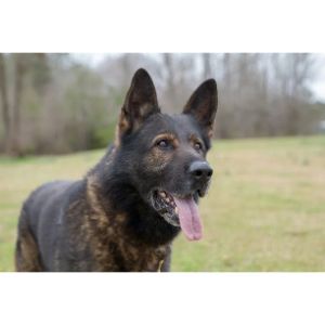 Czech-Shepherd