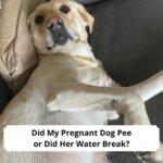 Did My Pregnant Dog Pee or Did Her Water Break-template