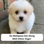 Do-Maltipoos-Get-Along-With-Other-Dogs-template