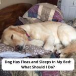 Dog Has Fleas and Sleeps In My Bed What Should I Do-template