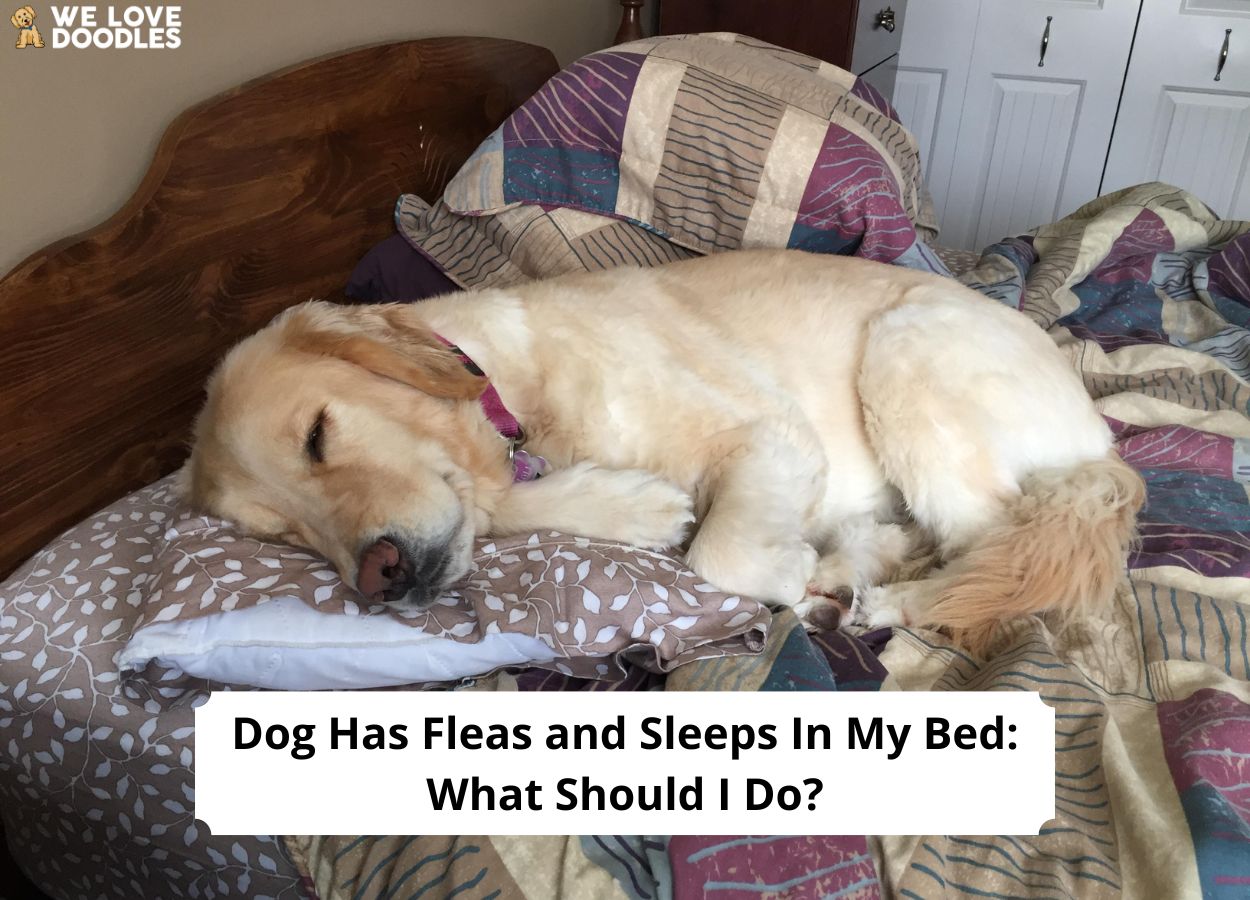 Dog Has Fleas and Sleeps in My Bed What Should I Do? (2023) We Love