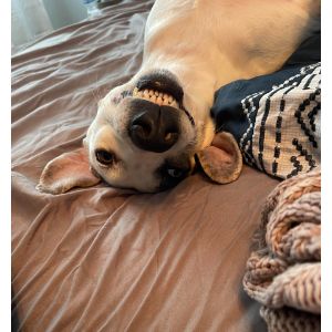 FAQs About Dogs Crying While Opening Their Mouth
