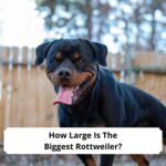 How-Large-Is-The-Biggest-Rottweiler-template