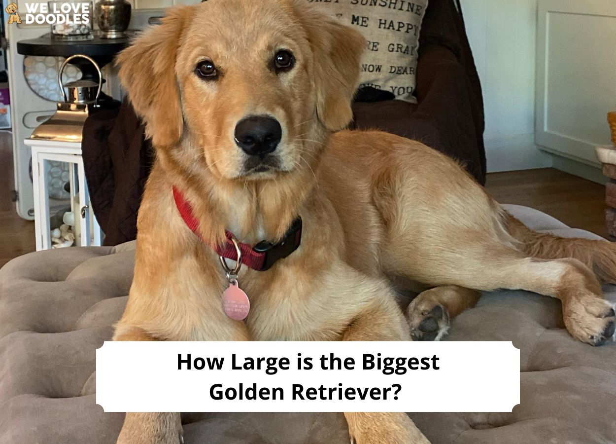 How Large Is the Biggest Golden Retriever? (2023) - We Love Doodles