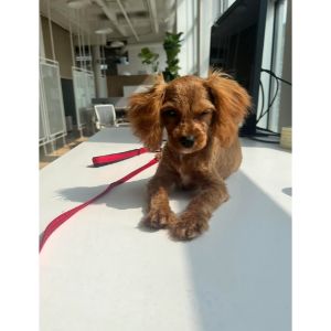 How-Much-Food-Should-My-Cavapoo-Eat