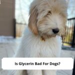 Is-Glycerin-Bad-For-Dogs-template