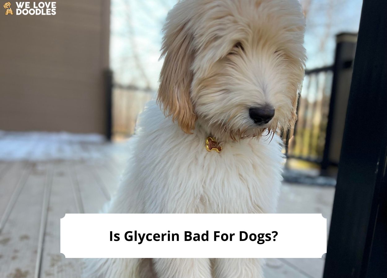 Is Glycerin Bad for Dogs?