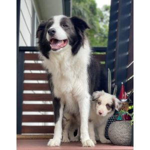 Jobs for Border Collies