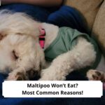 Maltipoo-Wont-Eat-Most-Common-Reasons-template
