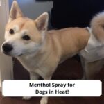 Menthol-Spray-for-Dogs-in-Heat-template