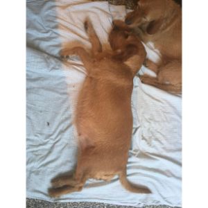 Vaginal Discharge After Dogs Give Birth