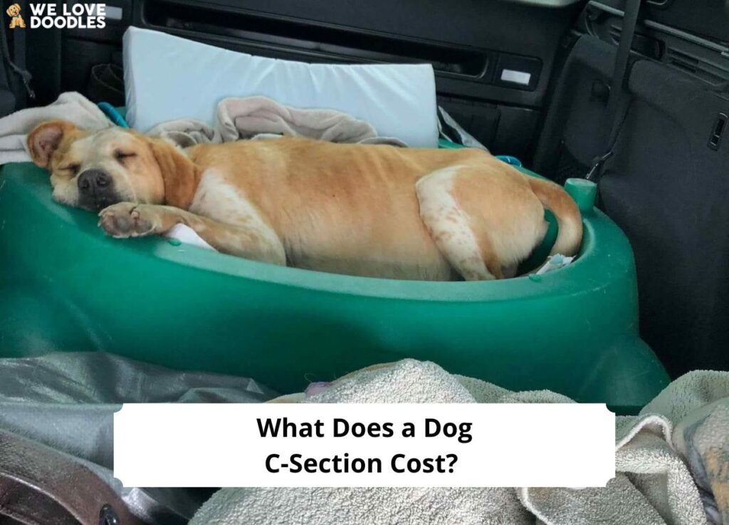 What Does a Dog C-Section Cost? (2023) - We Love Doodles