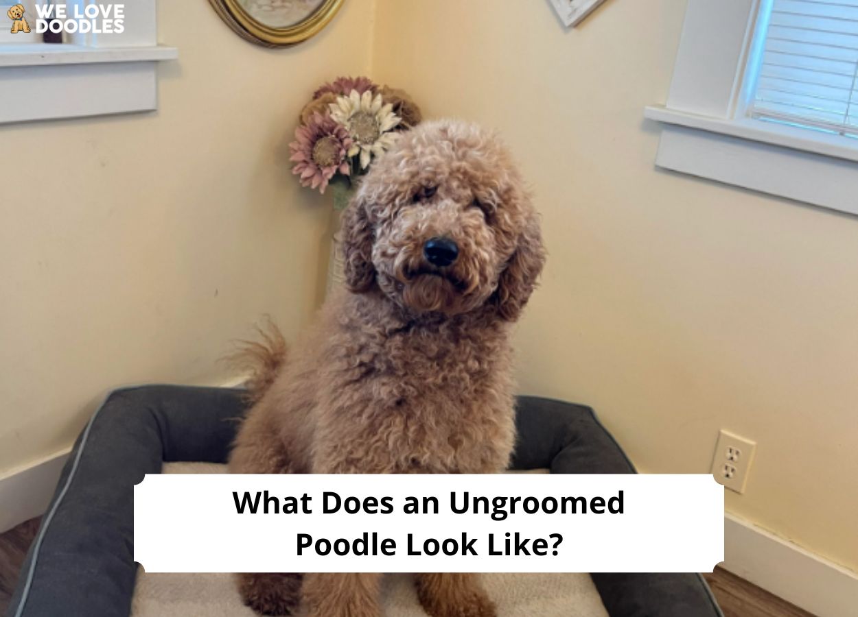 What Does an Ungroomed Poodle Look Like?