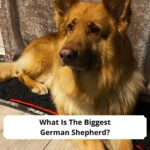 What-Is-The-Biggest-German-Shepherd-template