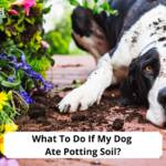 What-To-Do-If-My-Dog-Ate-Potting-Soil-and-How-to-Prevent-It