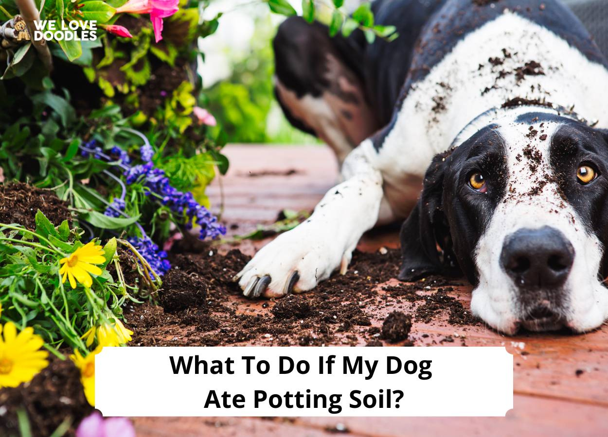 What To Do If My Dog Ate Potting Soil? + How to Prevent It!