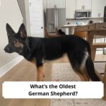Whats-the-Oldest-German-Shepherd-template
