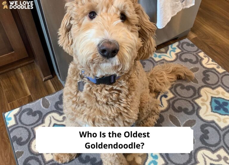Who Is the Oldest Goldendoodle-template