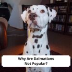 Why Are Dalmatians Not Popular-template