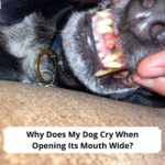Why Does My Dog Cry When Opening Its Mouth Wide-template