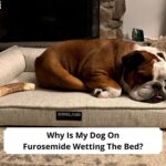 Why-Is-My-Dog-On-Furosemide-Wetting-The-Bed-template