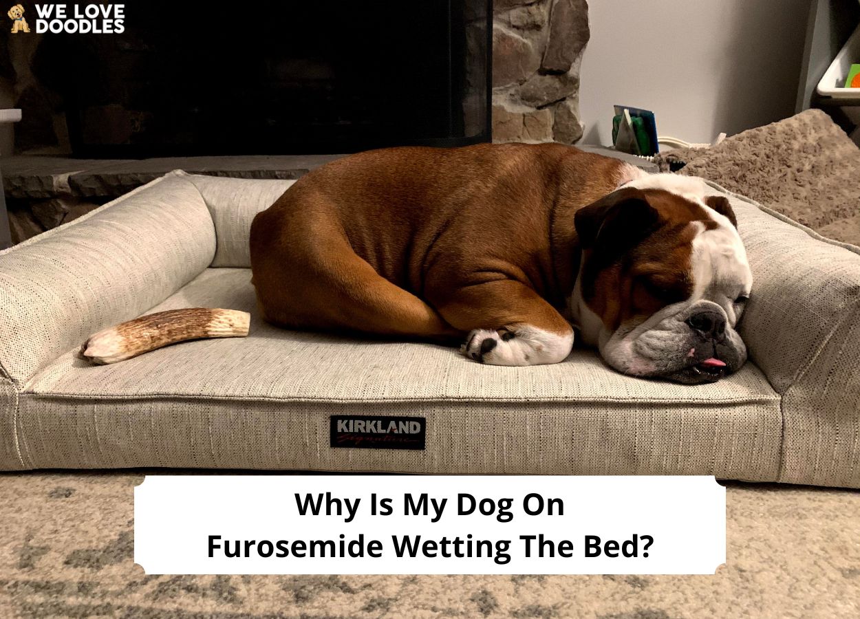 Why Is My Dog on Furosemide Wetting the Bed? + How to Solve It! (2024