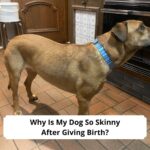 Why-Is-My-Dog-So-Skinny-After-Giving-Birth-template