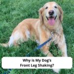 Why-is-My-Dogs-Front-Leg-Shaking-template