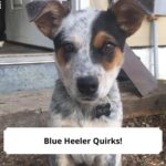 Blue Heeler Quirks-template
