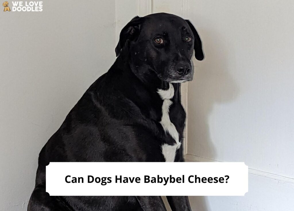 Can Dogs Have Babybel Cheese? (2023) - We Love Doodles