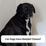 Can Dogs Have Babybel Cheese-template